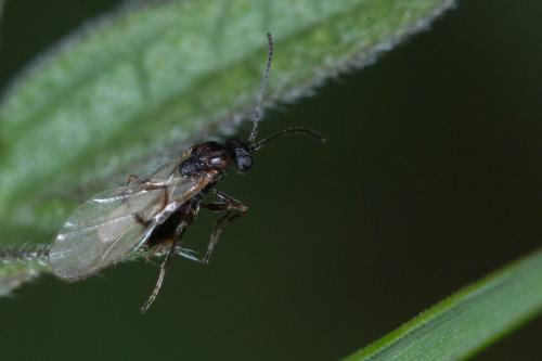 Réf. 227 399 : Cynipini inconnu